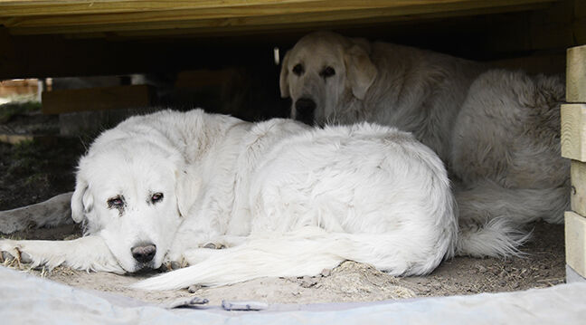 21-04-21 Dog Rescue gary Tickner 5 Roland.jpg